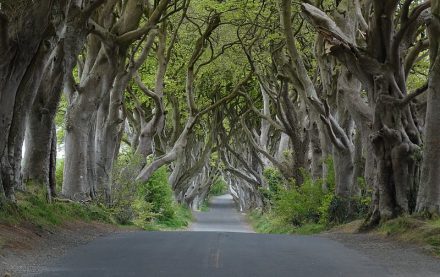 ถนนสายซีรีย์ Ireland the dark hedges game of thrones